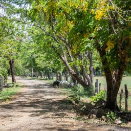 Cattle in Guanacaste