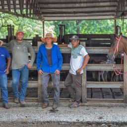 Manada de caballos