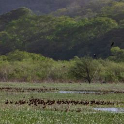 Wetlands of Costa Rica
