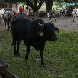 Horseback riding tour in Guanacaste