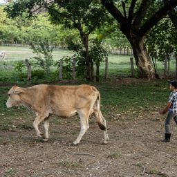 Biodiversidad de Guanacaste Costa Rica