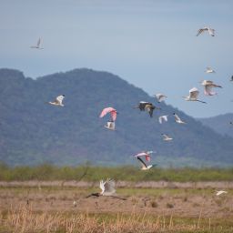Costa-Ricas-main-wildlife-migrations