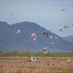 Jabirú Bird in Costa Rica