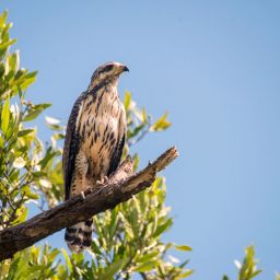 Costa-Ricas-main-wildlife-migrations