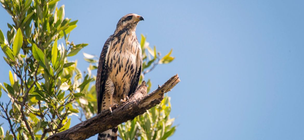 Costa-Ricas-main-wildlife-migrations