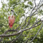 Habitad del ave Jabiru