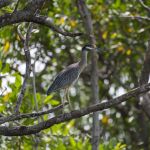 Costa Rican Godwit