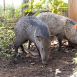 Animals of Costa Rica