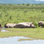 Wetland animals