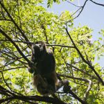 Mono aullador en Costa Rica