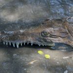 Crocodiles of Costa Rica