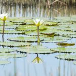 Flora and Fauna of Guanacaste