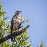 Guanacaste and its biodiversity