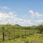 Wetland birds Palo Verde