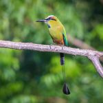 Birds of Guanacaste