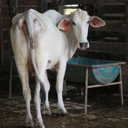 Flora y Fauna de las Zonas Azules