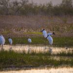 Jabiru Bird Costa Rica