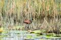 Jacana spinosa - Northern Jacana / Jacana