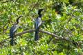 Anhinga anhinga - Anhinga / Pato Aguja