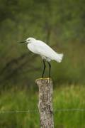 Egretta thula - Snowy Egret / Garceta Nivosa