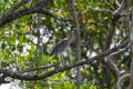 Nyctanassa violacea - Yellow-crowned Night-Heron / Martinete Cabecipinto