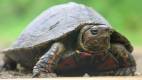 Rhinoclemmys pulcherrima - Painted Wood Turtle / Tortuga Pintada