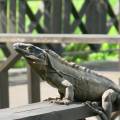 Ctenosaura similis - Black Iguana / Garrobo