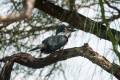 Megaceryle torquatus - Ringed Kingfisher / Martín Pescador Collarejo