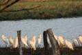 Bubulcus ibis - Cattle Egret / Garcilla Bueyera