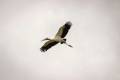 Mycteria americana - Wood Stork / Cigueñon