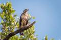 Buteogallus anthracinus - Common Black-HAwk (juvenile) / Gavilán Cangrejero (Juvenil)