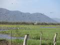 Jabiru mycteria - Jabiru / Jabirú