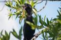 Phalacrocorax brasilianus - Neotropic Cormorant / Cormorán Neotropical