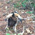 Tamandua mexicana - Northern Tamandua / Oso Hormiguero