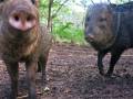 Pecari tajacu - Collared Peccary / Zaino