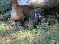 Nasua narica - White-nosed Coati / Pizote