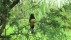 Trogon melanocephalus - Black-headed Trogon / Trogón Cabecinegro