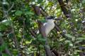 Nycticorax nycticorax - Black-crowned Night-Heron / Martinete Coroninegro