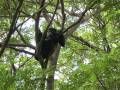 Alouatta palliata - Mantled Howler / Mono Congo