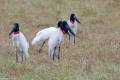 Jabiru mycteria - Jabiru / Jabirú