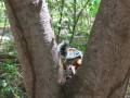 Sciurus variegatoides - Variegated Squirrel / Ardilla Roja